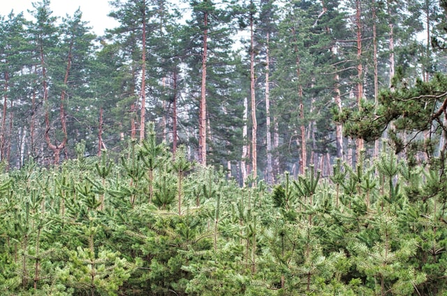 Romsilva va planta în acest an 26 de milioane de puieți forestieri