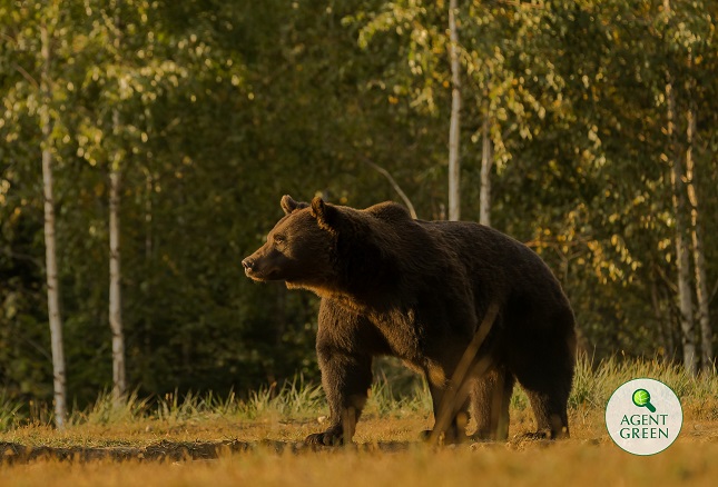 Tanczos: Exemplarele periculoase de urși pot fi extrase în 15 zile