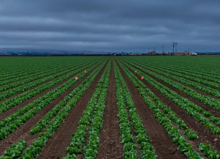 Plantele modificate genetic, viitorul agriculturii reziliente la schimbări climatice