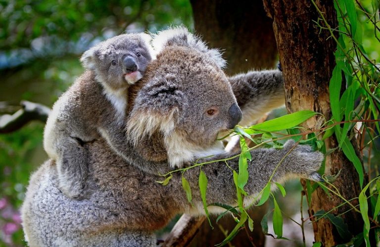 Australia ar putea include koala pe lista animalelor în pericol de dispariţie