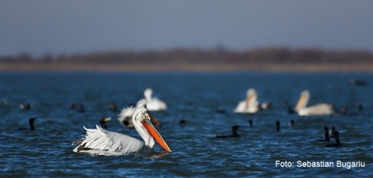 Proiect pentru reducerea cantității de plastic din Delta Dunării