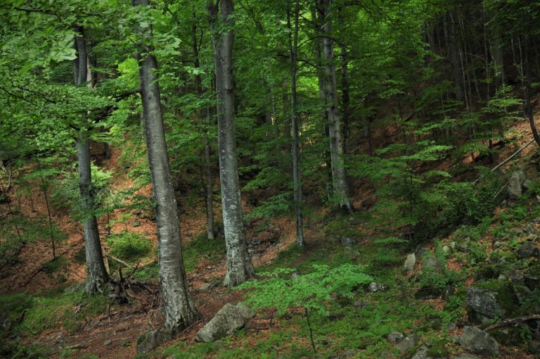 Pădurea Crâng revine în domeniul public al municipiului Buzău, urmând a fi transformată în parc