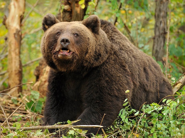 Șase motive pentru care urșii coboară tot mai des din pădure