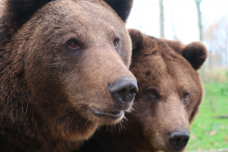 Începe recensământul urșilor. Numărul apelurilor la 112 cu privire la urși a crescut de 20 de ori