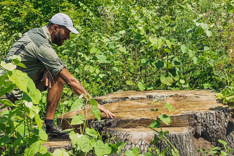 Autoritățile locale și organizațiile civice cer înființarea Parcului Natural Codrii Iașilor