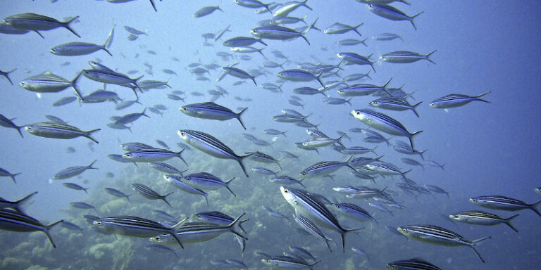 Schimbările climatice conduc la dezoxigenarea rapidă a oceanelor și dispariția peștilor