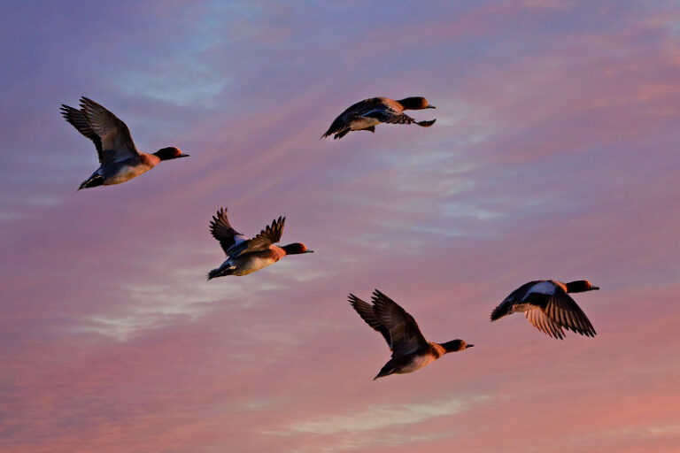 CCR a decis că Legea care stabilește cote zilnice de vânătoare pentru păsări e constituțională. Președintele poate cere reexaminarea