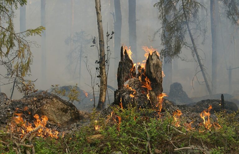 Incendiile de pădure au înregistrat un număr recod în primul trimestru al anului