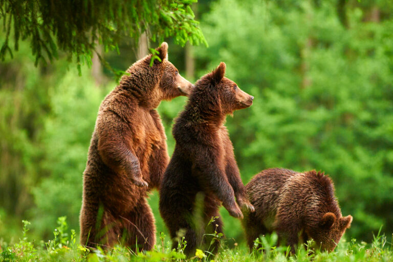 O delegație a PE va verifica gestionarea pădurilor şi situaţia ursului brun din România