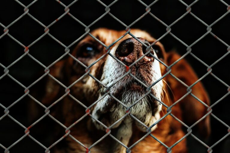 ONG-urile pentru protecția animalelor cer modificarea metodei de gestionare și investirea bugetelor pentru câini în campanii de sterilizare gratuită permanente