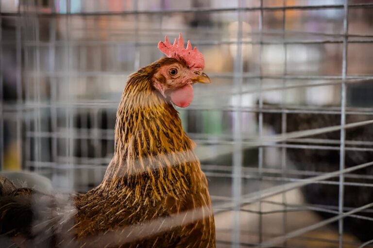 Peste 50% dintre români spun că sistemele de cuști pentru creșterea găinilor ar trebui interzise