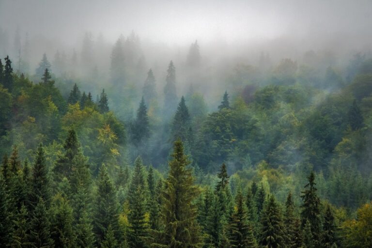 Avertisment WWF: Pădurile din ariile protejate riscă să rămână neprotejate