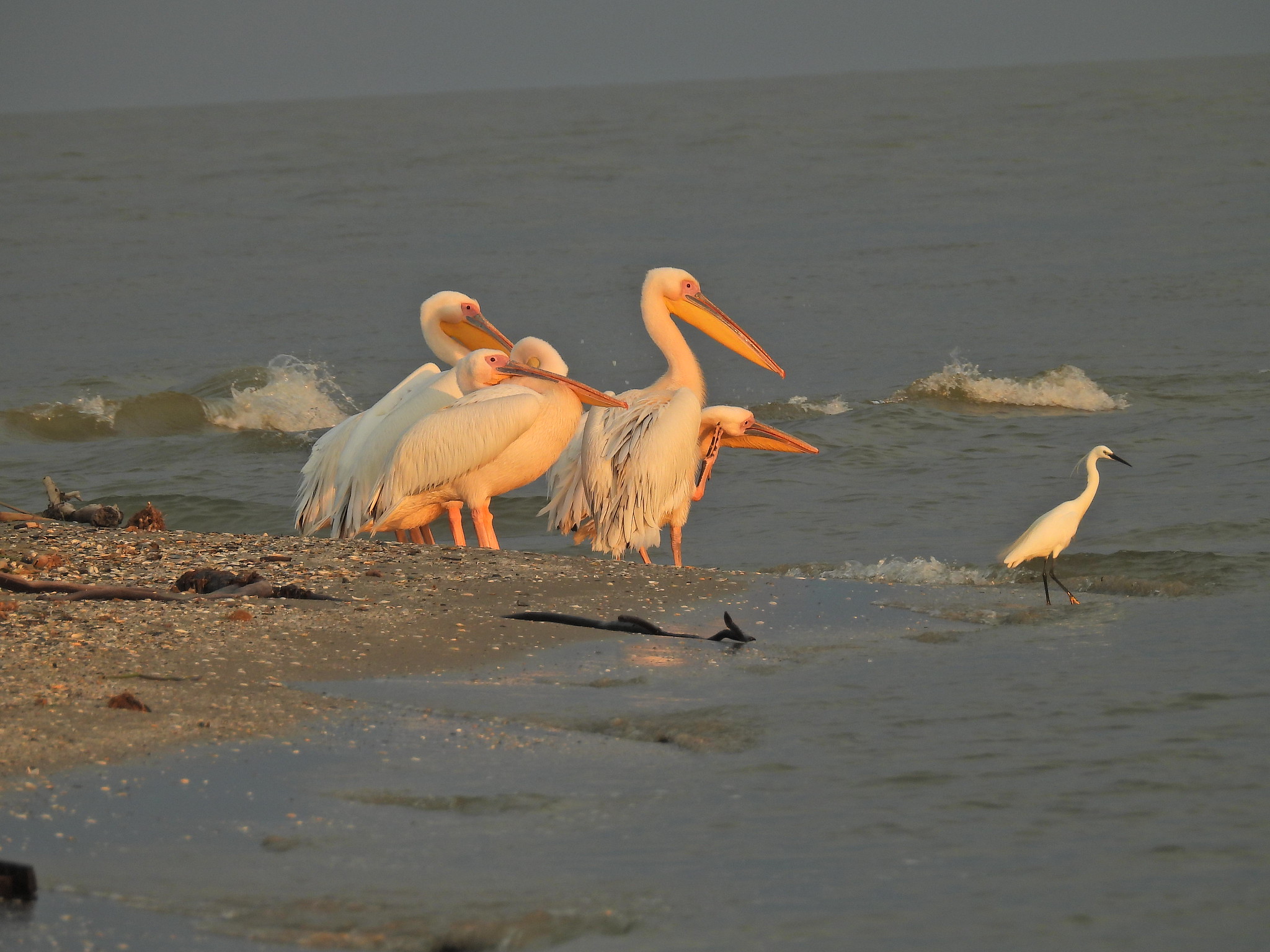 Foto: Pelecanus onocrotalus saupelican alb mare, Mila Nouă, Tulcea, Romania, 19 iunie 2023 Sursa: xulescu_g | Flickr