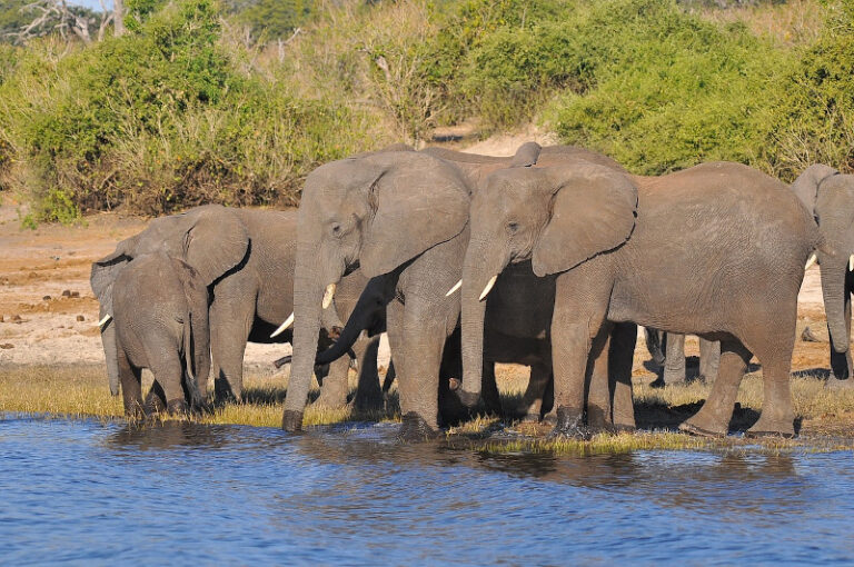 De ce sunt elefanții vitali pentru salvarea planetei?