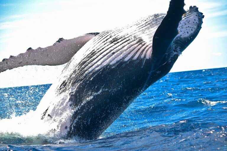 Curiozități despre balene pe care trebuie să le știți