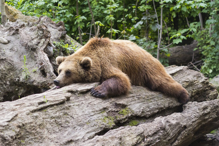 Ministrul mediului a pus din nou gând rău urșilor. ONG-uri: Vrea să permită vânătoarea la trofeu