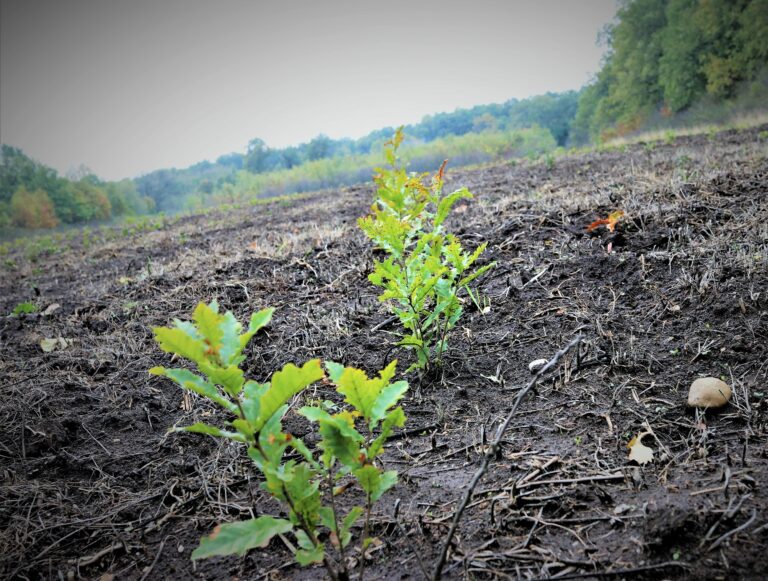 2026 devine anul cursei împăduririlor monitorizate de CE