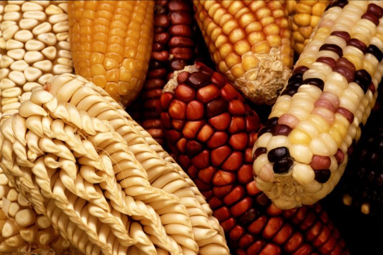 Bruxelles vrea să relaxeze regulile pentru culturile modificate genetic