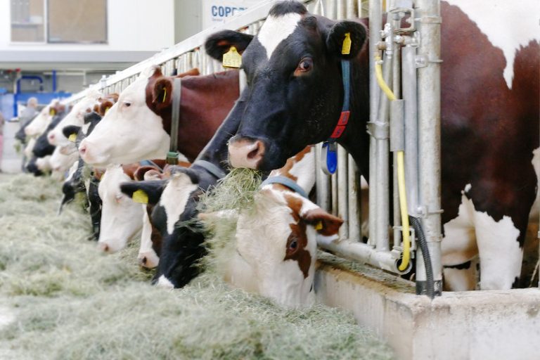 Primele șase companii de lactate din lume vor începe să își facă publice emisiile de metan