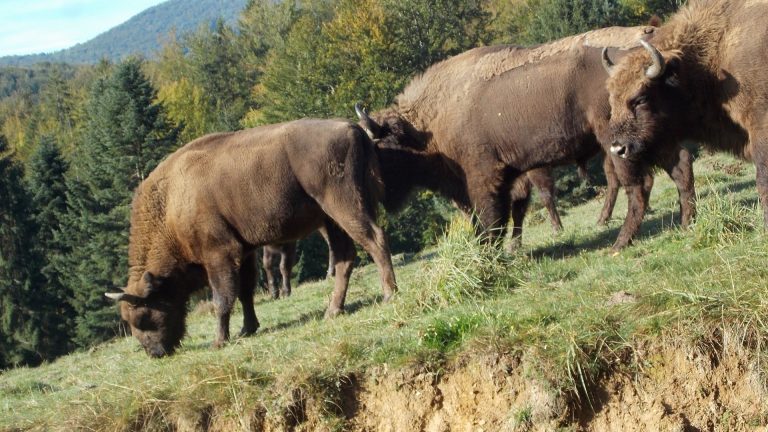 Zimbrii din Carpații de Sud-Vest contribuie la absorbția dioxidului de carbon emis de 2 milioane de mașini