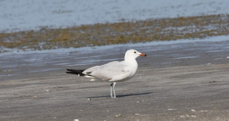 Pe Lacul Tătaru din judeţul Brăila a fost identificat un pescăruş mediteranean