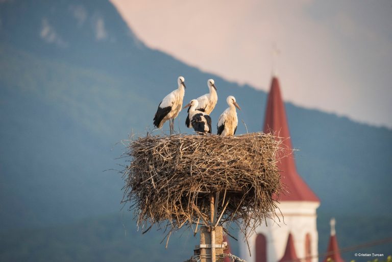 Începe Recensământul internațional al berzelor albe