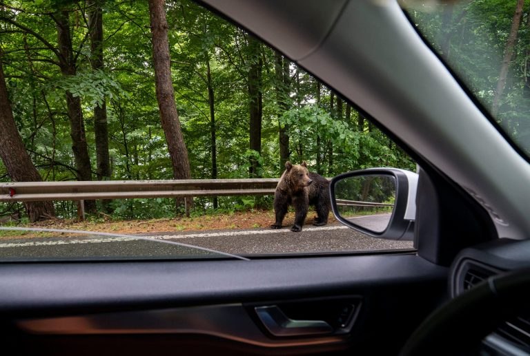 Urșii cerșetori de pe Transfăgărășan vor fi relocați la rezervația Libearty din Zărnești