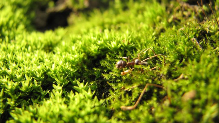 (Foto reprezentativă: Natură în Cluj Napoca, 25 noiembrie 2007, © Cristian Bortes)