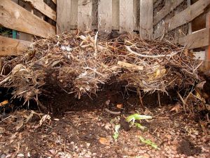 Imagine: O grămadă de compost care s-a descompus în câteva luni.25 august 2008. Foto:: Flickr/Alan Levine 