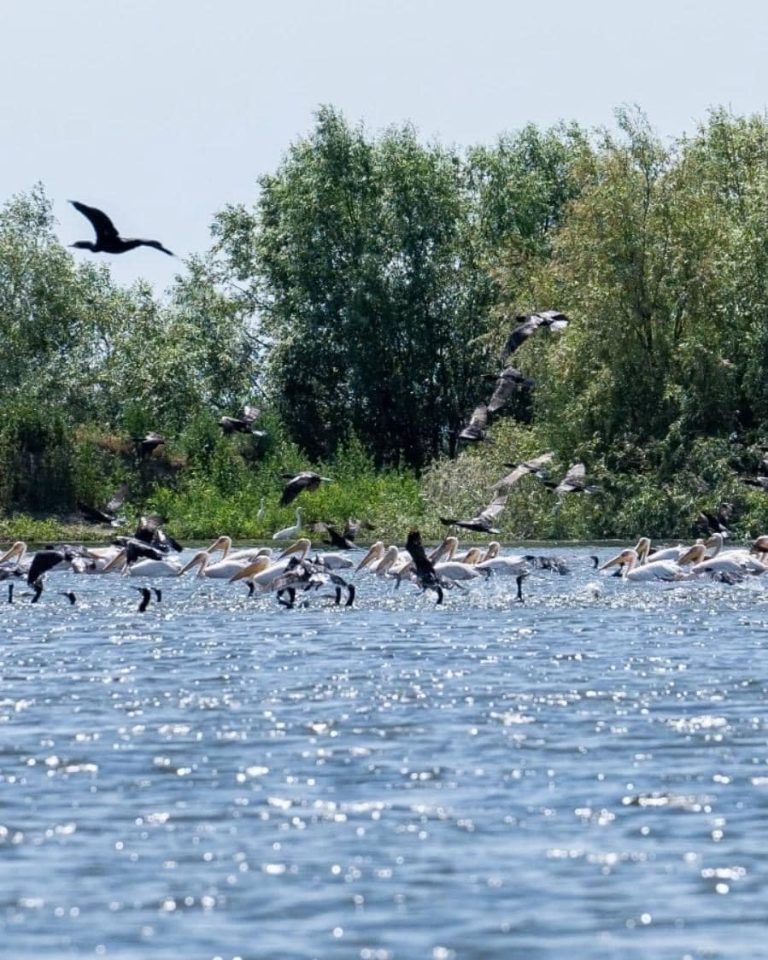 Tema de Ziua Dunării: ”Să păstrăm Dunărea albastră!”