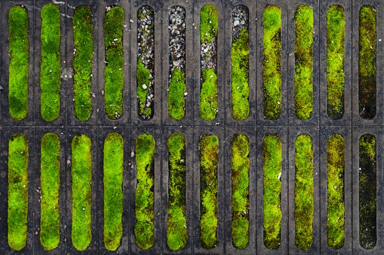 (Foto reprezentativă: Plante moi x 24, 25 septembrie 2011, ©Pekka Nikrus)