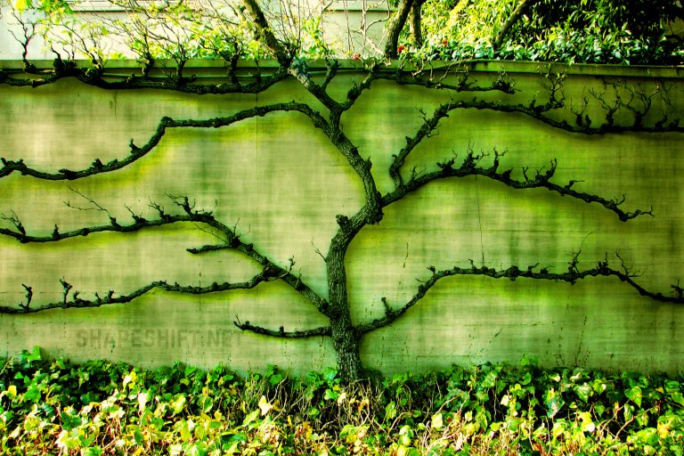 (Foto reprezentativă: Ramificare, 22 aprilie 2006, ©David Pham)