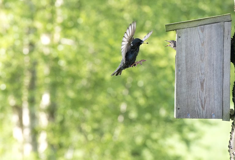 (Foto reprezentativă: Starling european hrănindu-și puii, 25 mai 2015, ©GLLpmj)