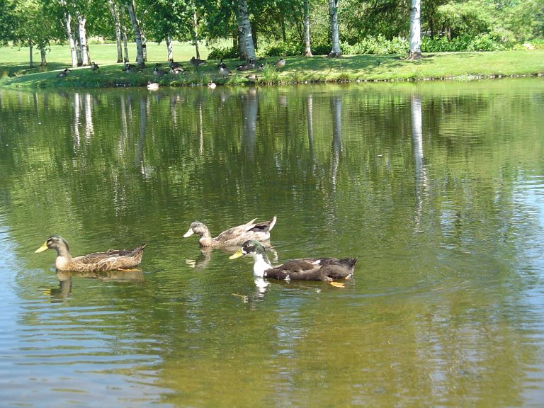 (Foto reprezentativă: Rațe urbane, 24 iulie 2006, © born1945)