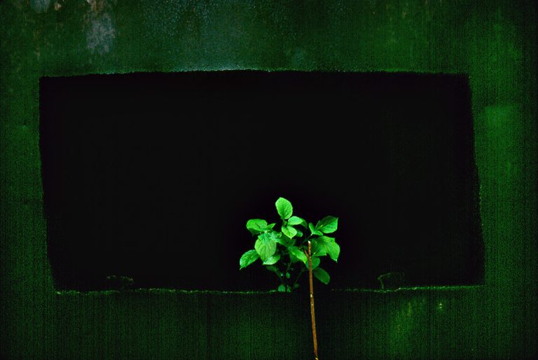 (Foto reprezentativă: Verde, 19 ianuarie 2008, ©Scott Cooper)