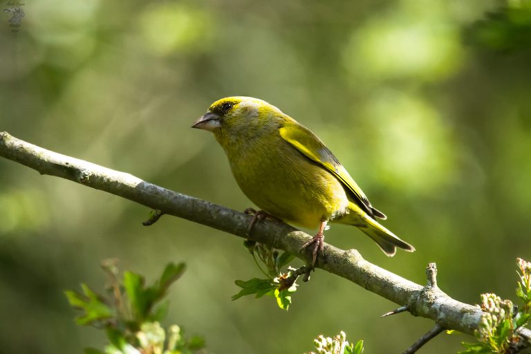 (Foto reprezentativă: Finic verde, 3 martie 2016, © Mark Cryan)