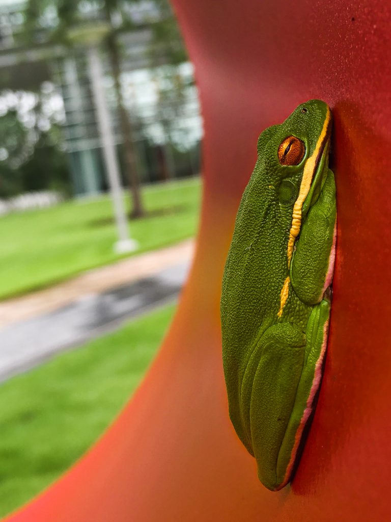 (Foto reprezentativă: Broască de copac urbană, 16 mai 2016, ©brando)