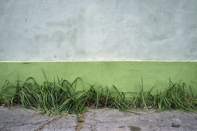 (Foto reprezentativă: Perete verde și plante, 23 octombrie 2016, © Adrian Capusan)