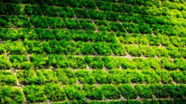 (Foto reprezentativă: Țigle verzi, 12 aprilie 2018, © Leslie Gill)