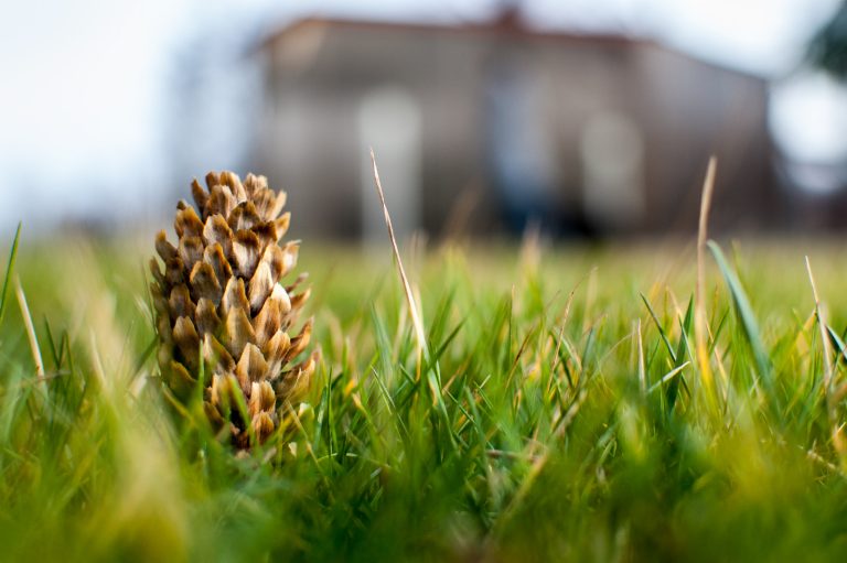 (Foto reprezentativă: Con de pin urban, 9 februarie 2013, © Yane Naumoski)