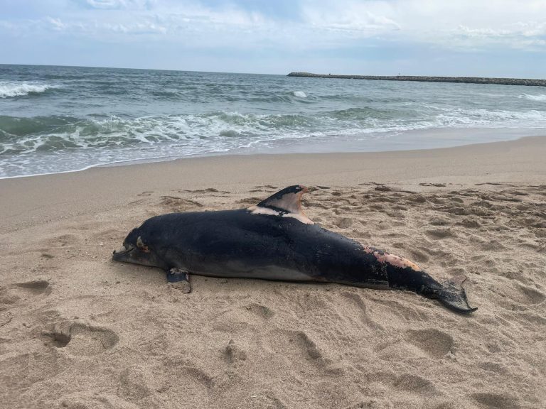 Imagine: Delfin eșuat pe plajele din Eforie Nord, cu urme de răni cauzate de plase de pescuit. Aprilie 2023. Foto: Facebook/ONG Mare Nostrum