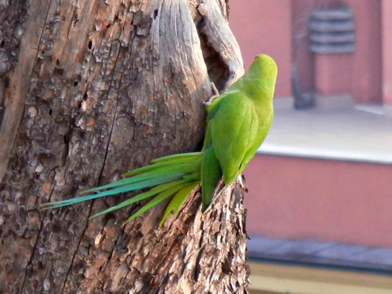 (Foto reprezentativă: Verde urban, 12 ianuarie 2014, ©d Vintage)
