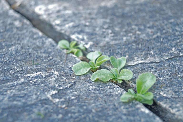 (Foto reprezentativă: Natură urbană, 30 august 2014, ©Vanessa Cramer)
