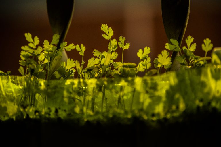 (Foto reprezentativă: Verde urban, 29 ianuarie 2015, ©Muhammad.Imran)