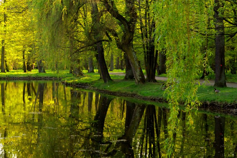 Foto reprezentativă: În parc, 21 aprilie 2015, ©Michal Babik