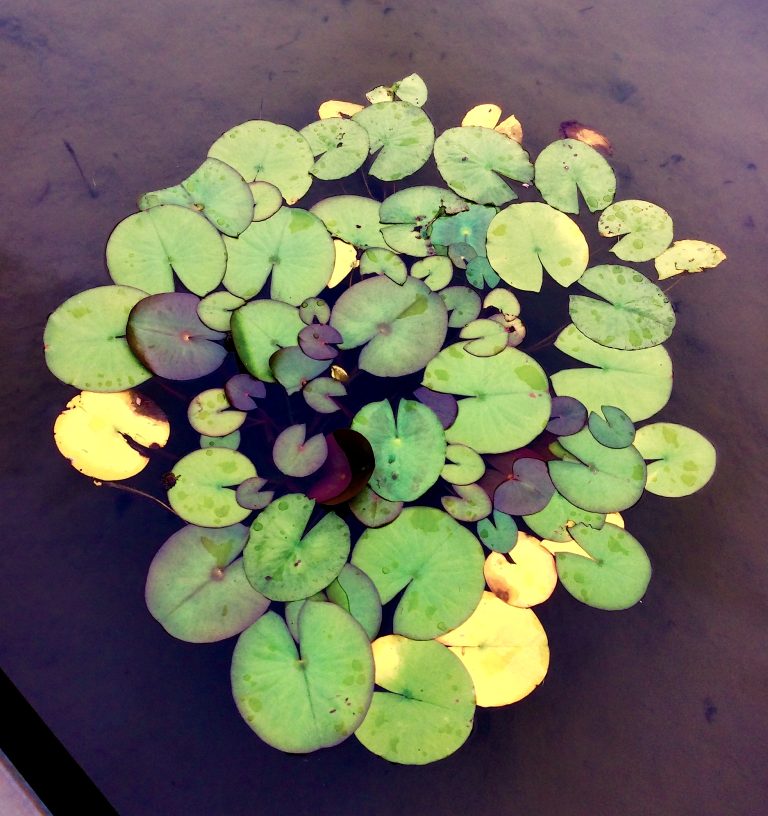 (Foto reprezentativă: Plăcuțe urbane, 11 iulie 2016, ©Earthlandia)