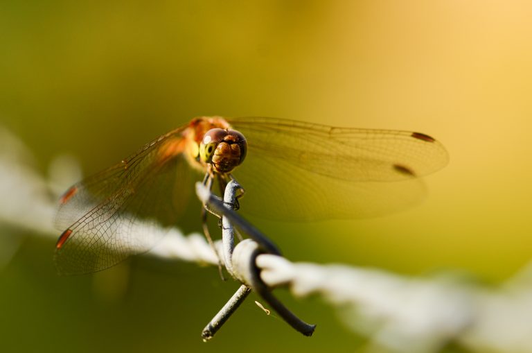Foto reprezentativă: Libelulă, 23 iulie 2016, ©Ben Duursma