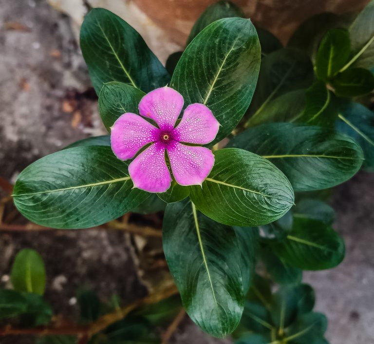 Foto reprezentativă: Rouă pe floare, 21 decembrie 2018, ©Mijan Rashid
