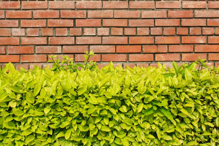 Foto reprezentativă: Zid de cărămidă și mărăciniș, 17 august 2013, ©Suwan Waenlor