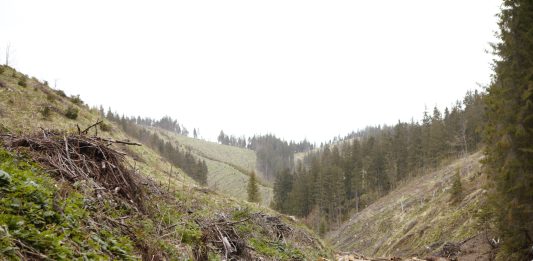 Foto: Tăiere la ras a unei păduri din zonă Natura 2000, România, mai, 2023, de Crina Boroș